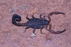 Reddyanus brachycentrus