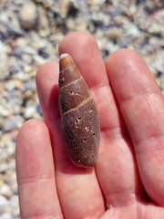 Isara carbonaria