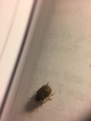 Sciocoris sideritidis