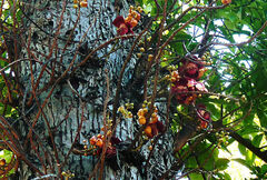 Couroupita guianensis