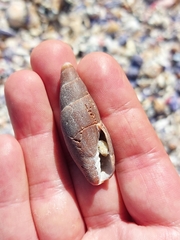 Isara carbonaria
