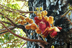 Couroupita guianensis