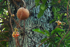 Couroupita guianensis