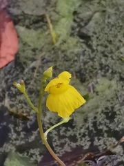 Utricularia aurea