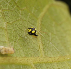 Theridula