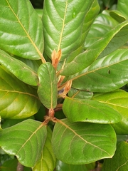 Beilschmiedia tarairi