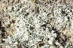 Xanthoparmelia camtschadalis