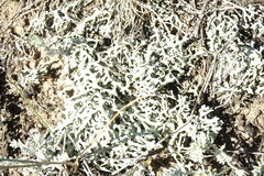 Xanthoparmelia camtschadalis