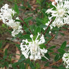 Pimelea linifolia linifolia