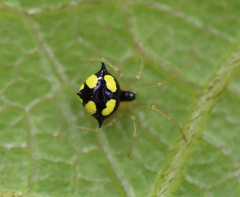 Theridula
