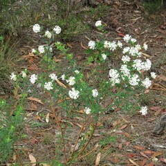Pimelea linifolia linifolia