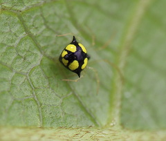 Theridula