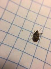 Sciocoris sideritidis