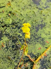 Utricularia aurea