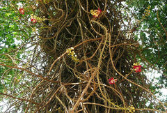 Couroupita guianensis