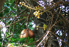 Couroupita guianensis