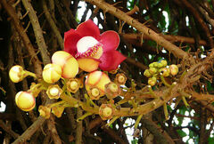 Couroupita guianensis