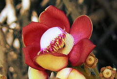 Couroupita guianensis