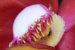 Couroupita guianensis