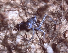 Acanthoplus discoidalis