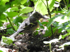 Fringilla coelebs