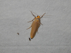 Sozusa scutellata