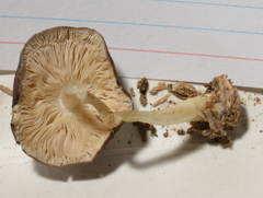 Pluteus hongoi