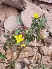 Ludwigia hyssopifolia