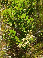 Gaultheria crassa