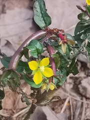 Ludwigia hyssopifolia