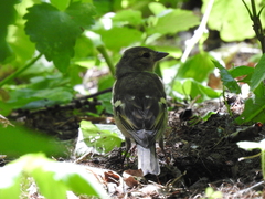 Fringilla coelebs