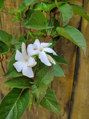 Mandevilla laxa