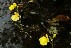 Utricularia aurea
