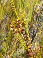 Dracophyllum longifolium