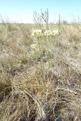Allium flavescens