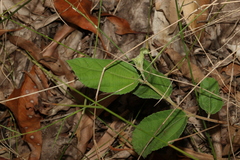 Grewia latifolia