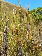 Dracophyllum longifolium