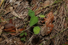 Grewia latifolia