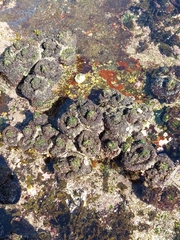 Pyura praeputialis