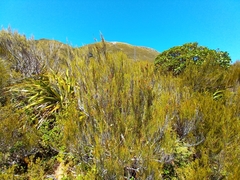 Dracophyllum longifolium