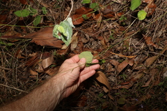 Grewia latifolia