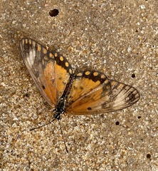 Acraea serena