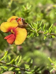 Dillwynia phylicoides