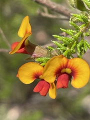 Dillwynia phylicoides