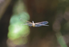 Hydrobasileus brevistylus