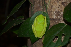 Rhacophorus malabaricus