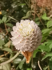 Gomphrena globosa