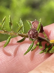 Dillwynia phylicoides