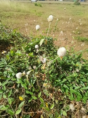 Gomphrena globosa