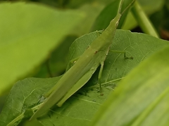 Atractomorpha lata